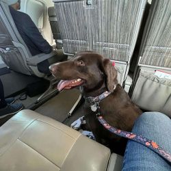 Viajar con mascotas en avión.
