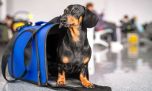 Entró en vigencia nueva reglamentación para viajar con mascotas en un avión