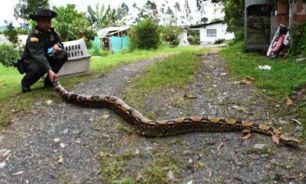 Boa