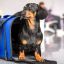 0718_perros