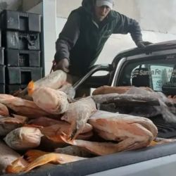 Los recientes procedimientos evidencian un endurecimiento de los controles contra la pesca ilegal, la caza furtiva y el comercio clandestino de fauna silvestre. 