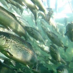 Los ejemplares escapados tenían un peso promedio de 5,5 kg, un tamaño considerablemente superior al de muchos salmones salvajes que habitan los ríos noruegos.