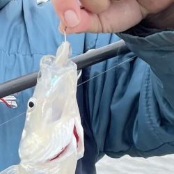 La pesca del pejerrey exige paciencia, observación y precisión. Pequeños errores en el armado del equipo o en la presentación de la carnada pueden reducir notablemente las posibilidades de captura, incluso cuando el pescado está presente.