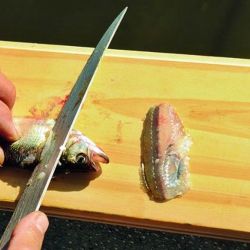 La pesca del pejerrey exige paciencia, observación y precisión. Pequeños errores en el armado del equipo o en la presentación de la carnada pueden reducir notablemente las posibilidades de captura, incluso cuando el pescado está presente.