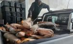 Operativos contra la pesca furtiva: secuestran redes, armas y más de 15 toneladas de pescado ilegal