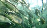 Una fuga masiva de salmones reaviva el debate sobre el impacto de la acuicultura