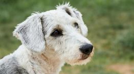 21Julio26Diadelperro