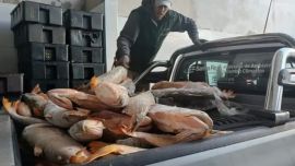 Operativos contra la pesca furtiva: secuestran redes, armas y más de 15 toneladas de pescado ilegal