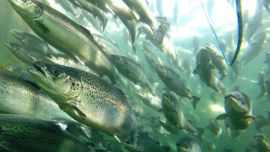 Una fuga masiva de salmones reaviva el debate sobre el impacto de la acuicultura
