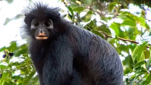 20-07-2026 Colobus congoensis Congo hallazgo