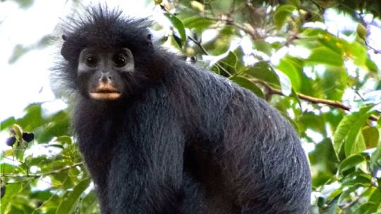 El mono con cara de "máscara": cuál es la nueva especie descubierta por los científicos