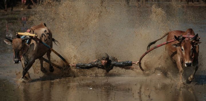 Un jinete se equilibra sobre un arado de madera adaptado para la carrera, sujetando y mordiendo a veces las colas de dos toros para guiarlos a través de un arrozal inundado, durante el Pacu Jawi, un evento tradicional de carreras de toros, en la aldea de Simabur, regencia de Tanah Datar, Sumatra Occidental, Indonesia.