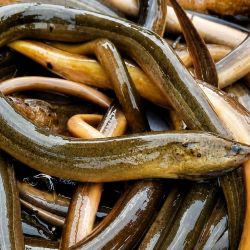 Uno de los mayores problemas que enfrentan los científicos es que la anguila asiática posee hábitos que dificultan enormemente su detección. Se trata de un pez principalmente nocturno, que durante el día suele enterrarse en el barro o esconderse entre la vegetación acuática, evitando los métodos tradicionales de monitoreo.