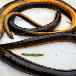 La especie, identificada científicamente como Monopterus albus o Monopterus javanensis, es originaria del este y sudeste asiático. Su presencia en Estados Unidos fue registrada por primera vez durante la década de 1990, mientras que llegó a los Everglades en 2007. 