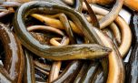 Científicos piden ayuda para detectar a una anguila asiática que amenaza a la fauna
