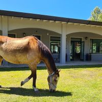 Fundación Emociones al Galope: El poder terapéutico de los caballos que transforma vidas