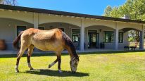 Fundación Emociones al Galope: El poder terapéutico de los caballos que transforma vidas