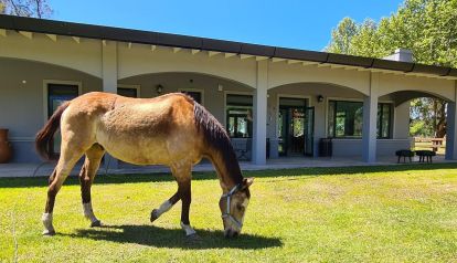 Fundación Emociones al Galope: El poder terapéutico de los caballos que transforma vidas