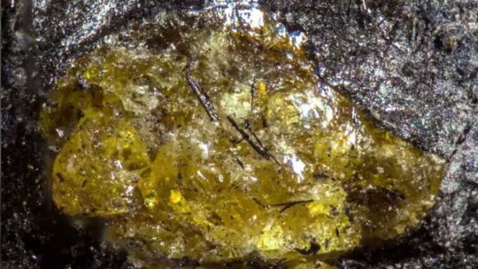 Descubren en China el ámbar más antiguo de la Tierra: tiene 385 millones de años