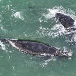 Las ballenas sorprendieron a los vecinos y turistas.