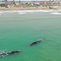 Tradicionalmente, los avistamientos de ballenas en la región se concentraban en los meses de agosto y septiembre. 