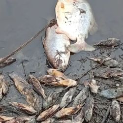 La resolución busca impedir no solo la extracción de peces, sino también su consumo y comercialización, ya que todavía no existen certezas sobre las causas que provocaron la muerte masiva de ejemplares.
