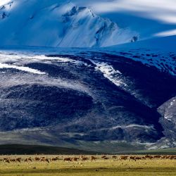Imagen de antílopes tibetanos y sus crías vistos después de cruzar el río Senlong Zangbo, en la Reserva Natural Nacional de Changtang, en la región autónoma de Xizang, en el suroeste de China. El río Senlong Zangbo, ubicado en la Reserva Natural Nacional de Changtang, se encuentra en la ruta migratoria vital para los antílopes tibetanos. | Foto:Xinhua/Jiang Fan