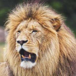 Temporada de Leo