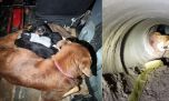 Así rescataron a una perra y sus 8 cachorros atrapados en un desagüe en Berisso
