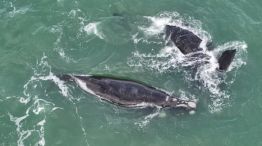 2307_ballenas