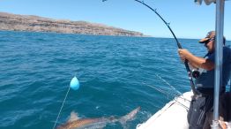 tiburones en peligro