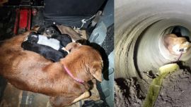 El exitoso operativo de rescate duró cerca de dos horas.