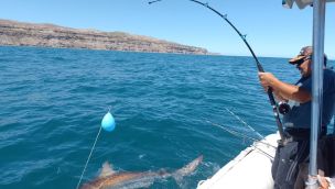 tiburones en peligro