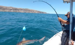 tiburones en peligro