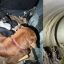 2307_perros rescatados