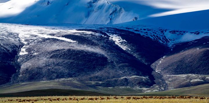 Imagen de antílopes tibetanos y sus crías vistos después de cruzar el río Senlong Zangbo, en la Reserva Natural Nacional de Changtang, en la región autónoma de Xizang, en el suroeste de China. El río Senlong Zangbo, ubicado en la Reserva Natural Nacional de Changtang, se encuentra en la ruta migratoria vital para los antílopes tibetanos.