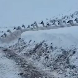 Por las intensas nevadas, los guanacos copan los caminos de San Juan