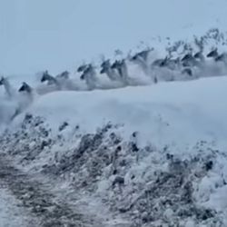 Con el suelo completamente cubierto por nieve y las pasturas inaccesibles, estos animales silvestres descendieron hacia áreas de menor altitud,