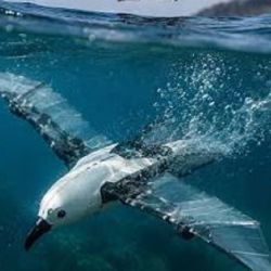 Imita a las aves acuáticas para volar y nadar con las mismas alas.
