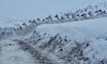 El crudo invierno sanjuanino obliga a los guanacos a copar los caminos