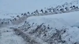 Por las intensas nevadas, los guanacos copan los caminos de San Juan