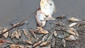2407_peces