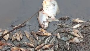 2407_peces