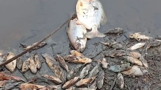Prohíben la pesca en el río Salado tras una impactante mortandad de peces en Chaco