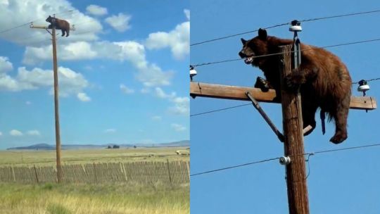 Un oso quedó atrapado arriba de un poste de luz y tuvo un terrible desenlace: “No podíamos creer lo que veíamos”