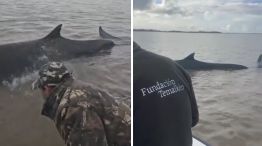 Ballena quedó encallada en el Río de la Plata 25072026