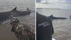 Una enorme ballena encalló en San Isidro, pero Temaikén y Prefectura trabajan para ayudarla