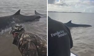 Ballena quedó encallada en el Río de la Plata 25072026