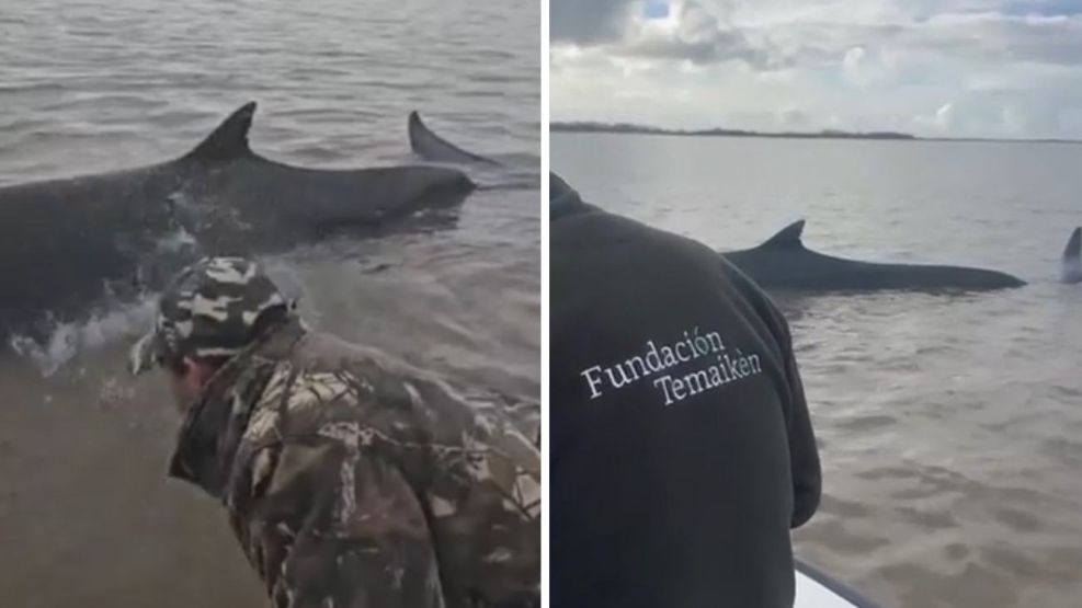 Ballena quedó encallada en el Río de la Plata 25072026