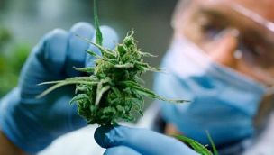 Cannabis usos Argentina